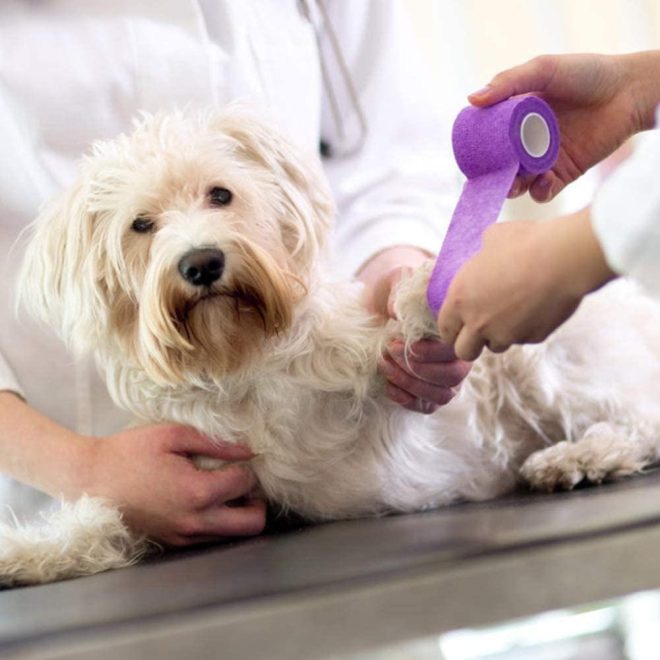 Bulk Wholesale Bitter Vet Wrap Elastic Self Adhesive Bitter Veterinary Cohesive Bandage - Image 2