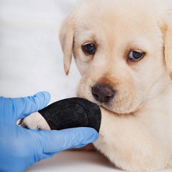 Bulk Wholesale Bitter Vet Wrap Elastic Self Adhesive Bitter Veterinary Cohesive Bandage - Image 3